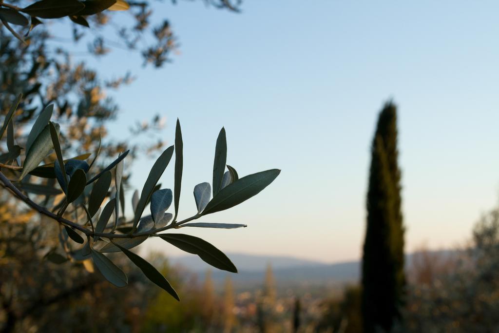 Villa Degli Ulivi Ασίζη Εξωτερικό φωτογραφία