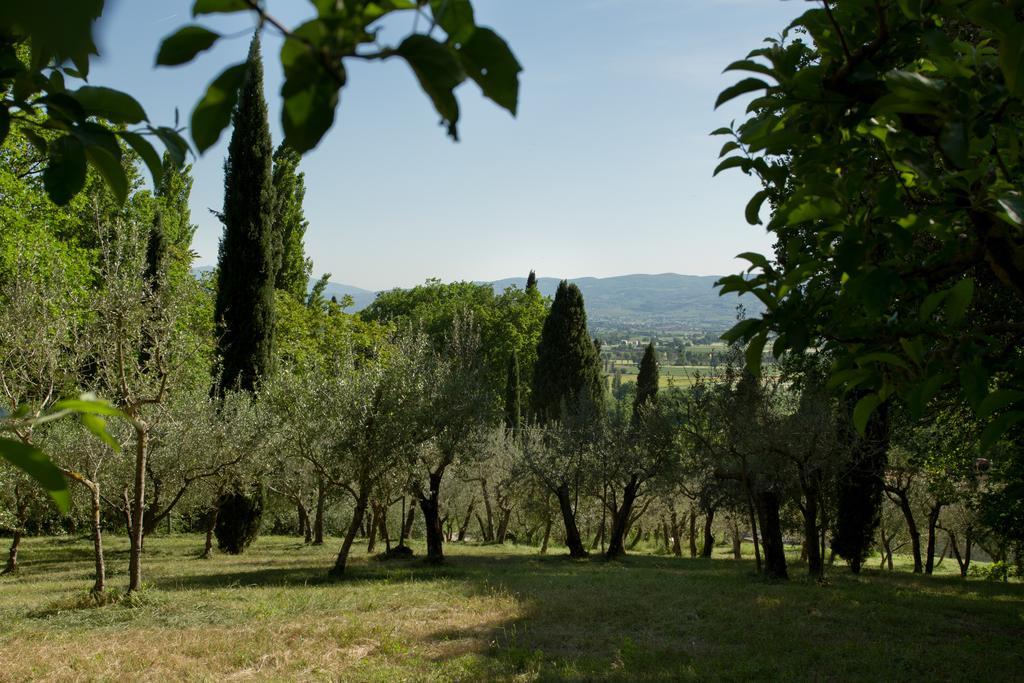 Villa Degli Ulivi Ασίζη Εξωτερικό φωτογραφία